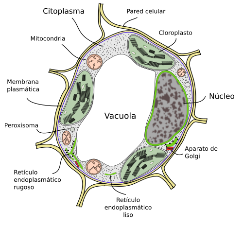 Celula v