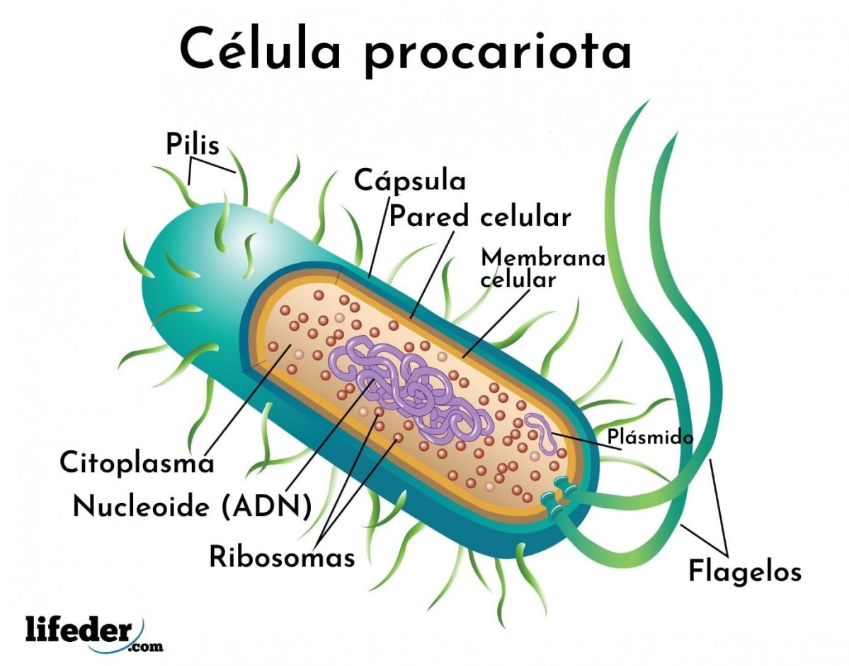 Celula procariota partes esquema lifeder min